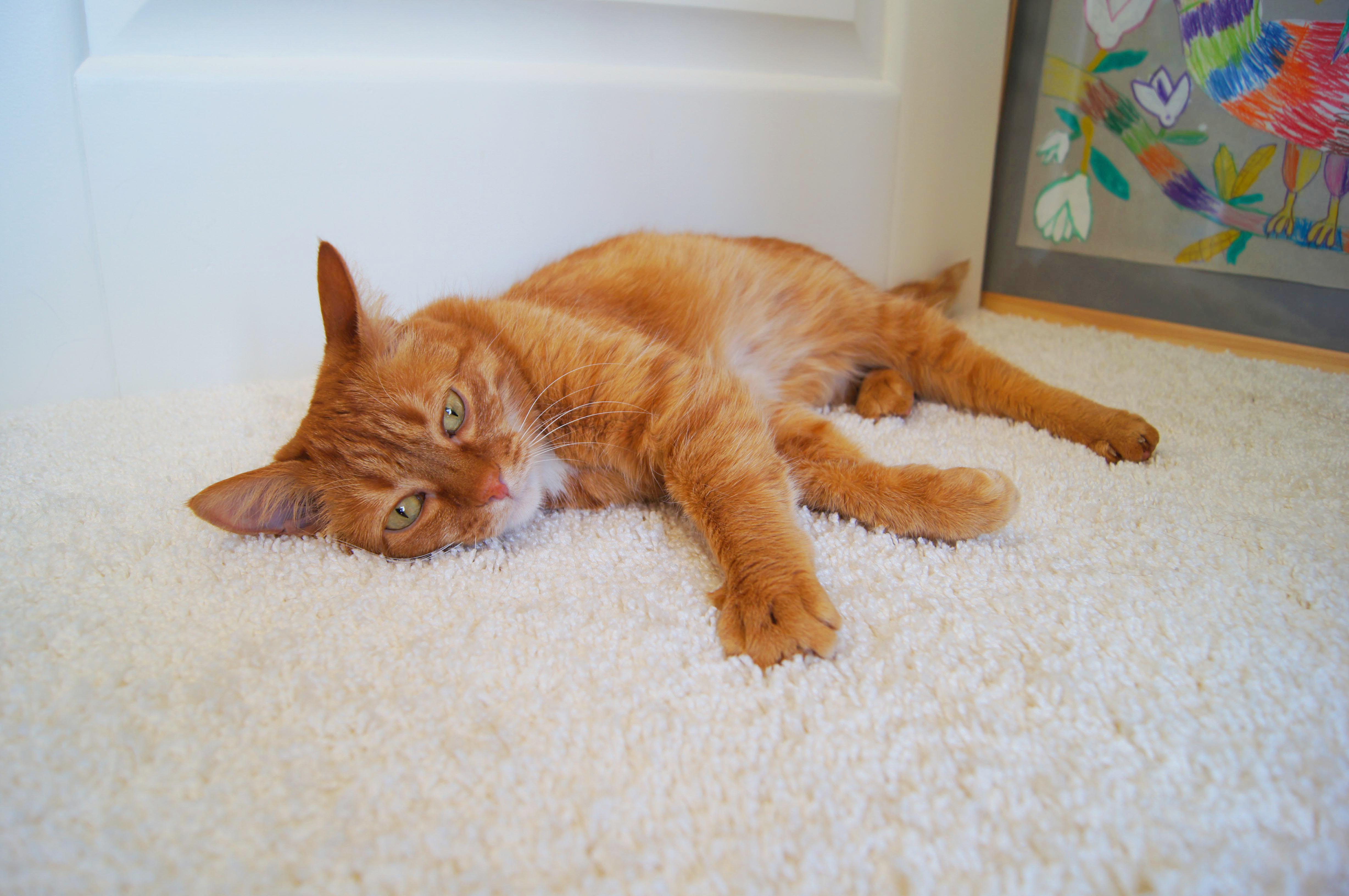 Ковролин "Зартекс" Amarena 140 бежевый (4м) — купить в Братске